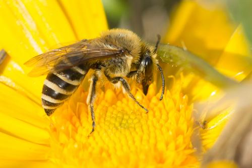 Colletes sp.